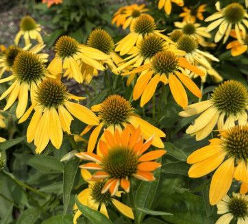 Cone Flower 'Echinacea Artisan Yellow Ombre' 1 gal
