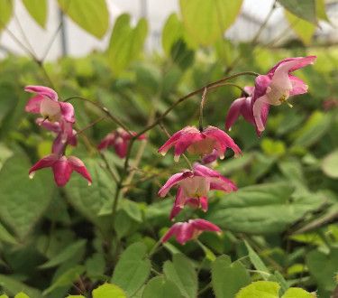 Epimedium 'Red' Barrenwort 1 gal