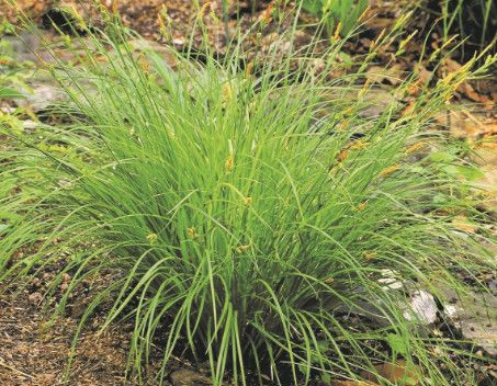 Carex Stricta 'Tussock Sedge'