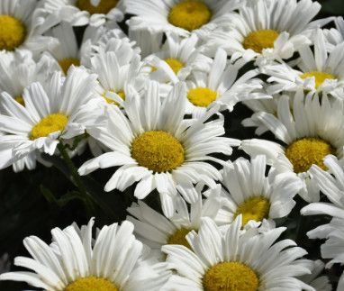 Shasta Daisy - Leucanthemum 'Daisy May' 1 gal PW