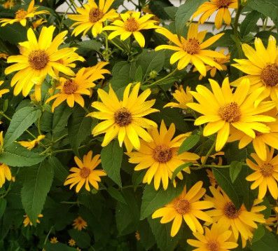 Heliopsis helianthoides 'False Sunflower' 1 gal
