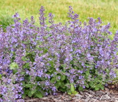 Catmint 'Nepeta Catwalk Queen' 1 gal PW
