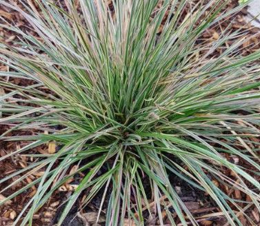 Deschampsia 'Northern Lights'