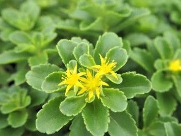 Stonecrop - Sedum 'Bright Idea' 1 gal PW