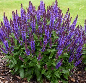 Perennial Sage 'Perpetual Pirple' 1 Gal