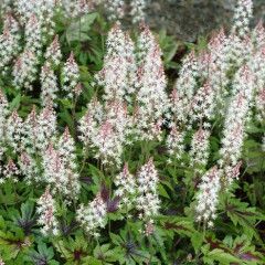 Foam Flower 'Tiarella Sugar and Spice' 1 gal