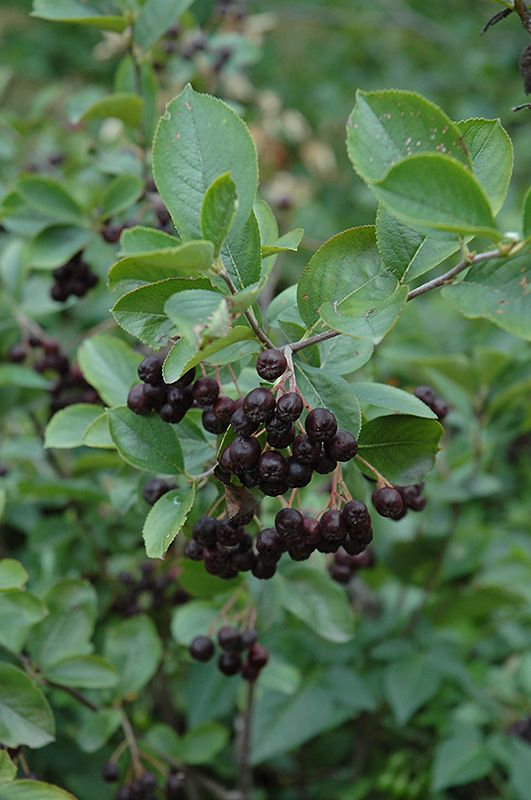 Aronia 'Glossy Black' Chokeberry 3 gal