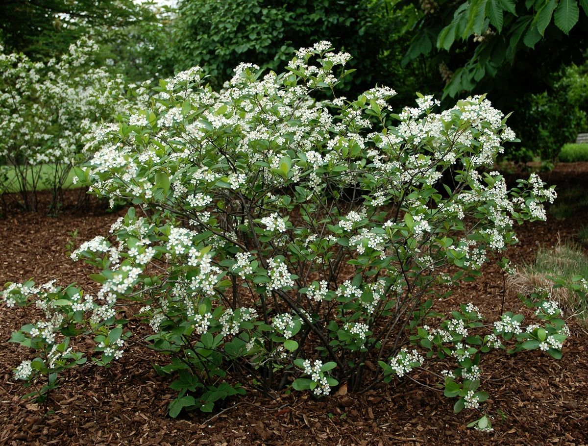 Aronia 'Iroquois Beauty' Chokeberry 3 gal