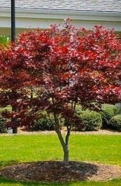 Japanese Maple 'Bloodgood' 6' 10 gal Potted