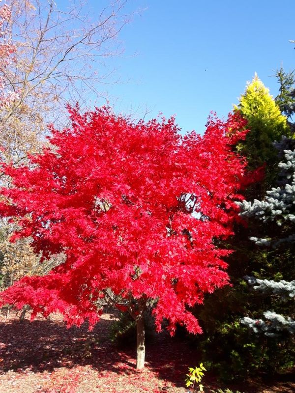 Japanese Maple 'Osakazuki' 3-4' 10 gal Potted