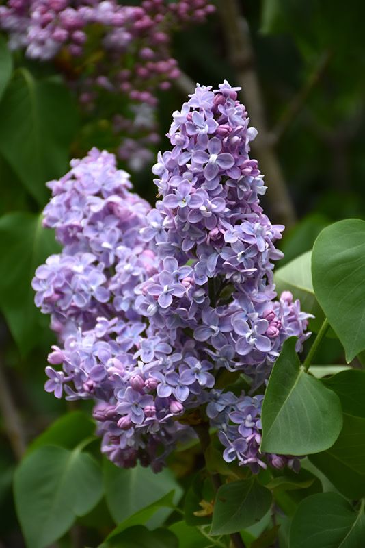 Lilac 'President Grevy' 5 gal