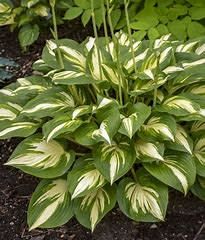 Hosta 'Miss America' 2 gal PW
