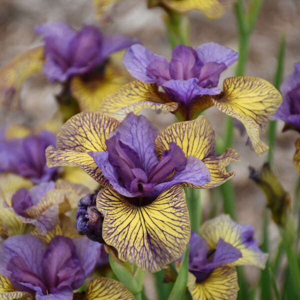 Iris Siberian 'Purring Tiger' 1 gal