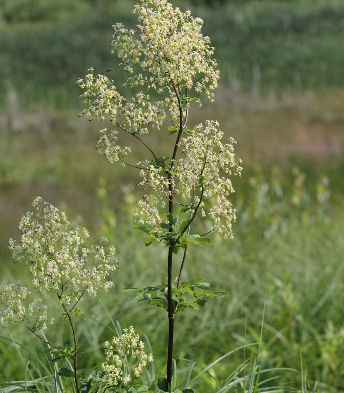 Thalictrum dasycarpum 'Tall Meadow Rue' 1 gal (native)