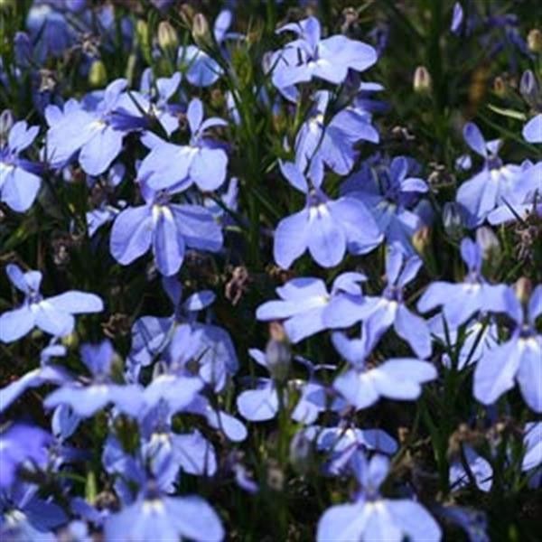 Lobelia Magadi Electric Blue 4"