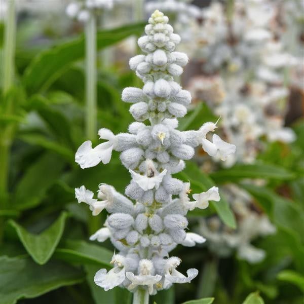 Salvia Mystical White 4"