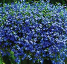 Lobelia Trailing 4"