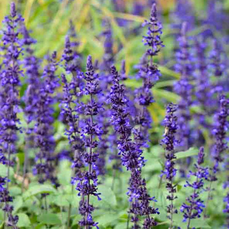 Salvia Mystic Spires 4"