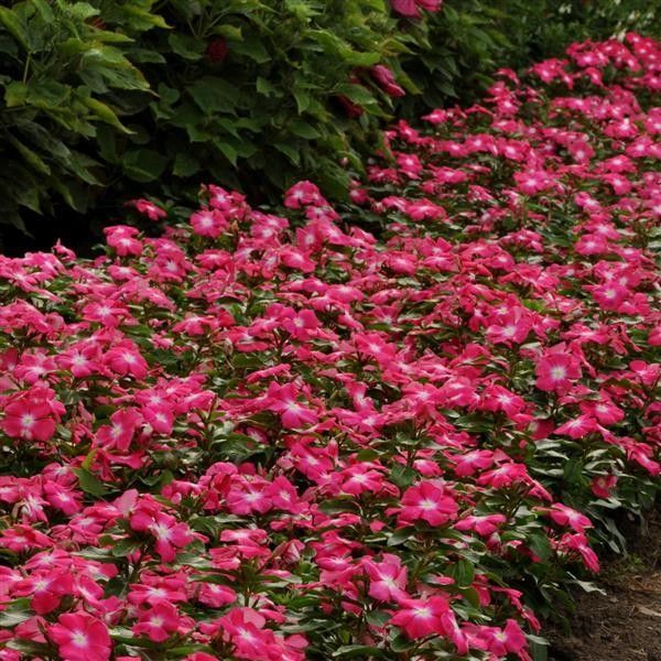 Vinca Vine 'Titan Rose' 4"