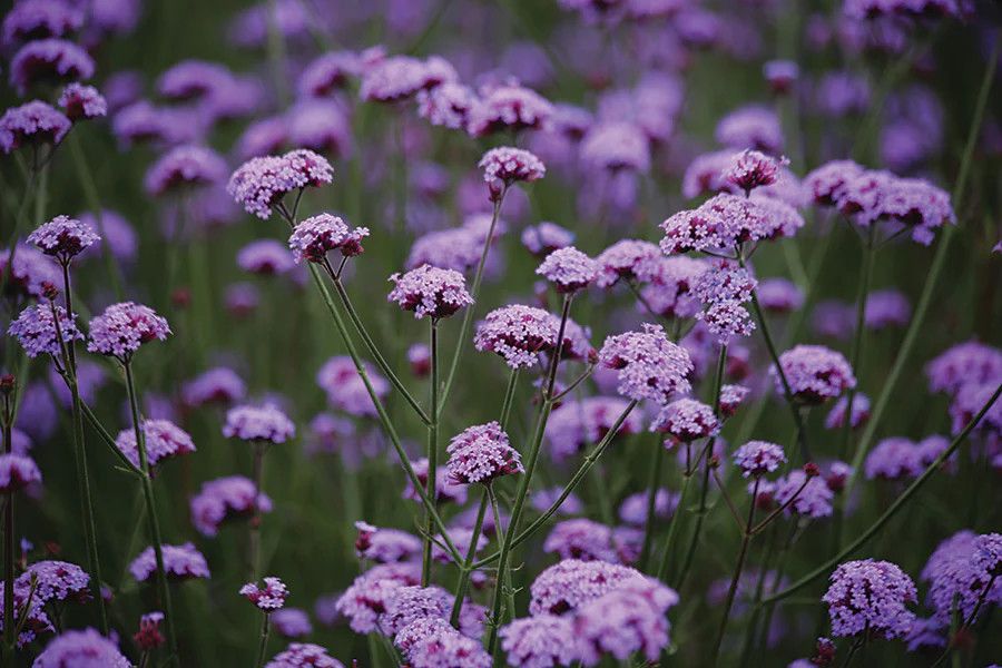 Verbena 'Bonariensis Vanity' 1 gal