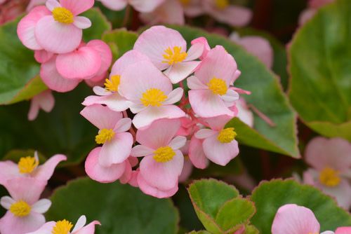 10" Patio Pot Dragon Wing Begonia Pink
