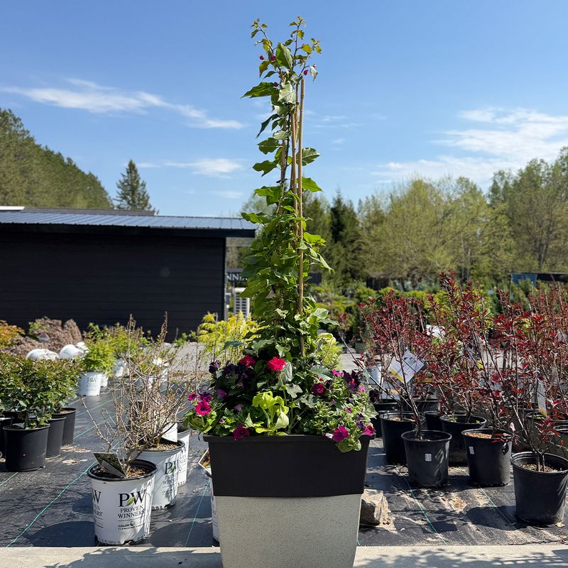 19" Square Planter Mix Assorted