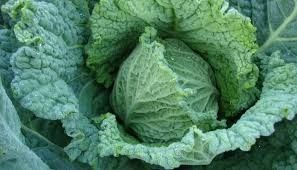 Cabbage 'Savoy Ace' 4"