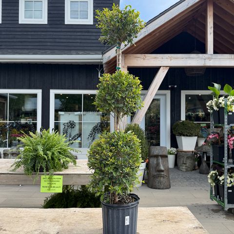 Eugenia Topiary 4'
