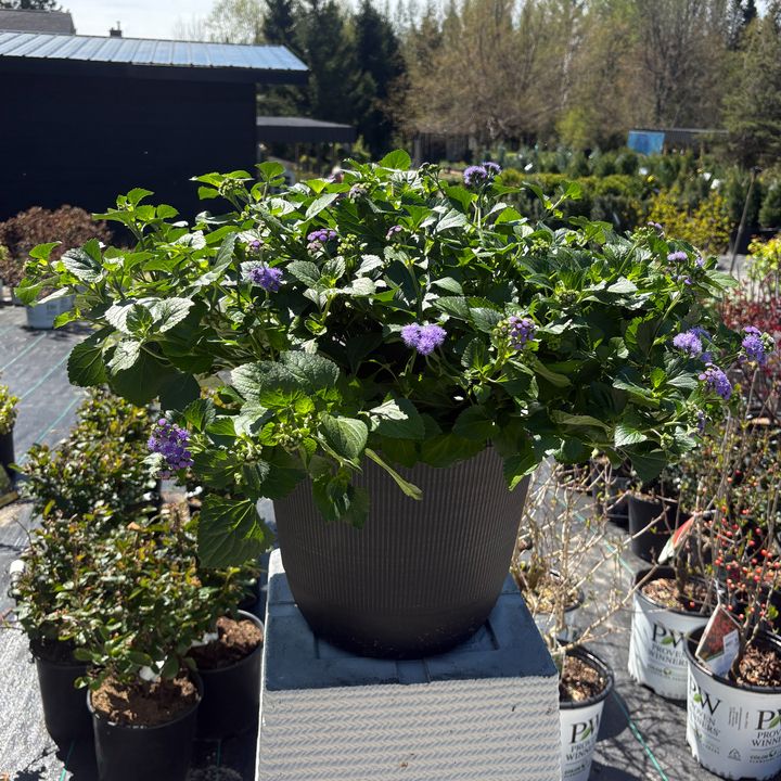 13" ROUND Monarch Madness Ageratum Planter