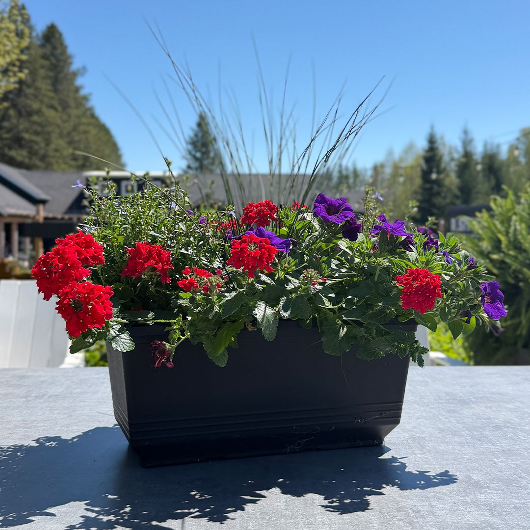 15" Plastic Window Box Assorted