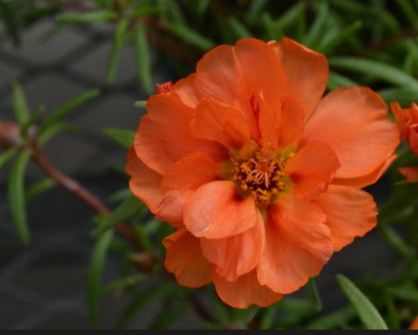 Portulaca Orange- 4 Cell Pack