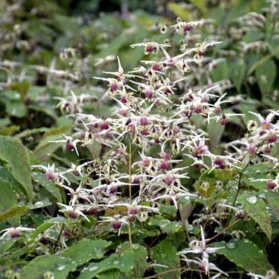 Epimedium 'Domino' Barrenwort 1 gal