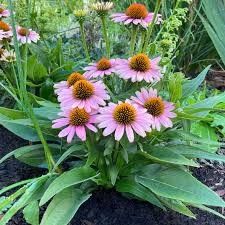 Cone Flower 'French Tips' 1 gal