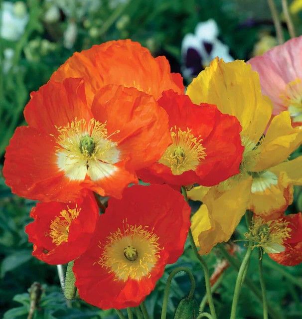 Poppy (seed pkg) - Iceland Mix
