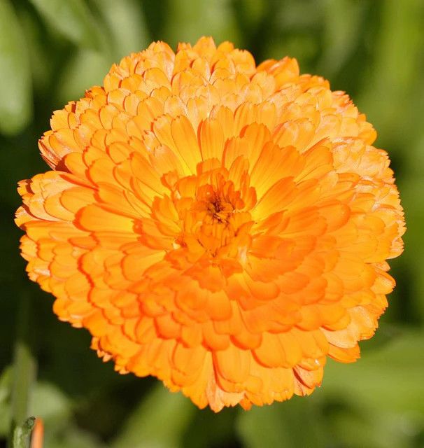 Calendula (seed pkg) - Indian Prince