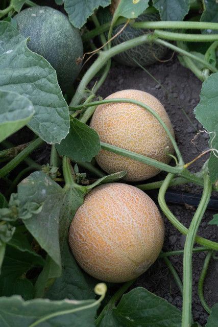 Melons (seed pkg)