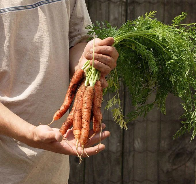 Seed Tape -, Variety: Carrot Scarlet Nantes
