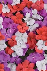 Impatiens Beacon 4 cell pack, Variety: Pearl Island Mix