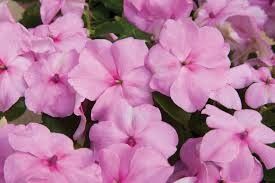 Impatiens Accent Premium 4 cell pack, Variety: Pink