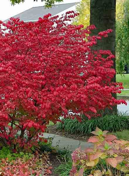 Burning Bush 'Little Moses' 3 gal