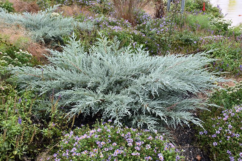 Juniper 'Grey Owl' 2 gal