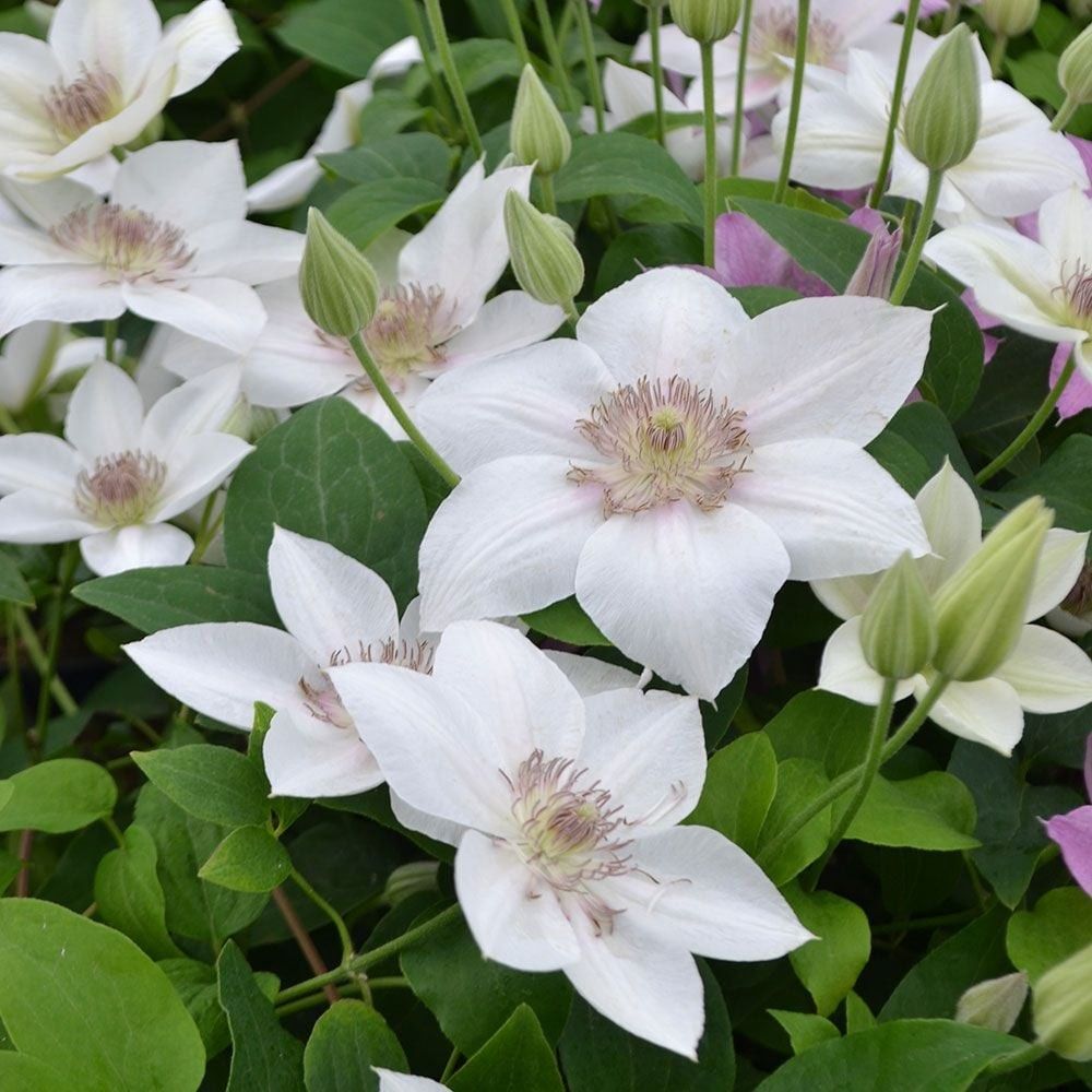 Clematis 'Corinne' 1 gal