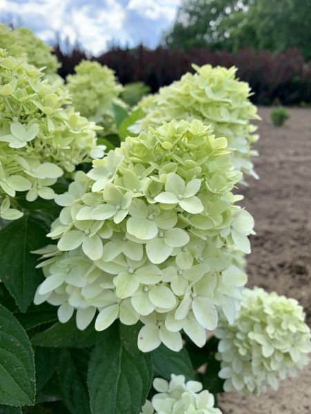 Hydrangea Standard 'Magical Standard' 7 gal Potted
