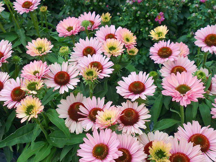 Cone Flower 'Echinacea Sunseekers Salmon' 1 gal