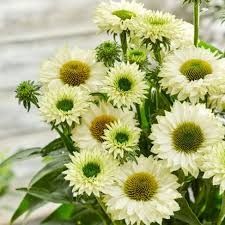 Cone Flower 'Echinacea Sunseekers White Perfection' 1 gal