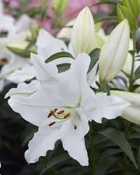 Lily 'Oriental White Romance' 1 gal