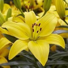 Asiatic Lily 'Charlotte's Joy' 2 gal