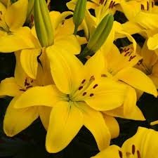 Asiatic Lily 'Classic Joy' 2 gal