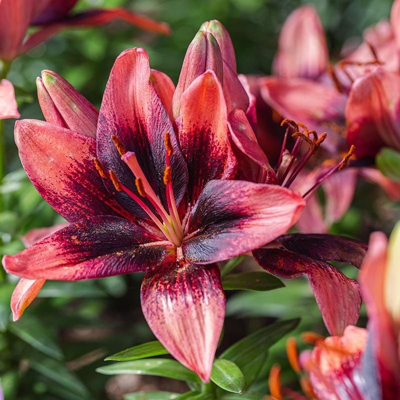 Asiatic Lily 'Purple Dream' 1 gal
