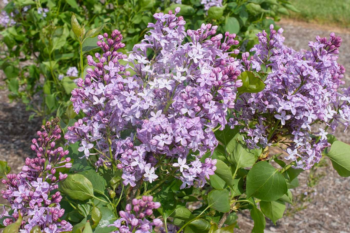Lilac 'New Age Lavender' 2 gal